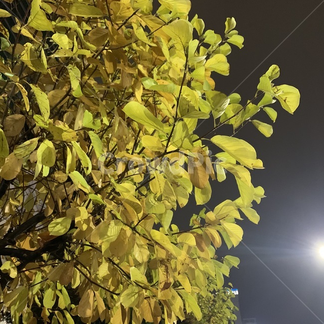 나무,나뭇잎,tree,leaves,leaf,flare,플레어,light,빛,식물,자연,plants,nature,나무,trees,wood