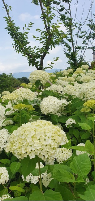 수국,꽃,식물,나무,에쁜꽃,수국축제,꽃축제,김해수안마을
