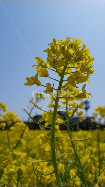 꽃,유채,노랑,하늘,자연,풍경,감성,봄,계절,spring,season,식물,자연,plants,nature,꽃,flower,plant