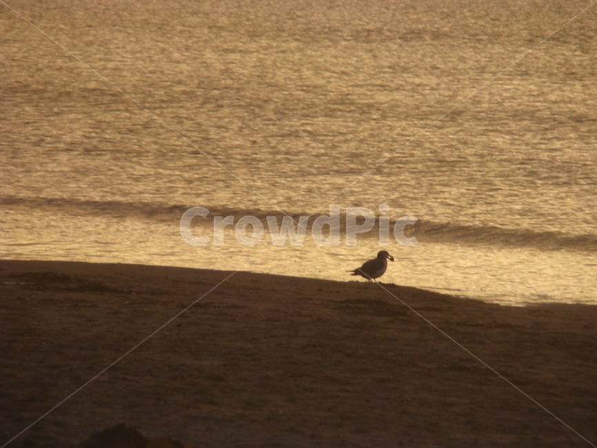 bird,새,animal,동물,바다,갈매기,자연,풍경,nature,landscape