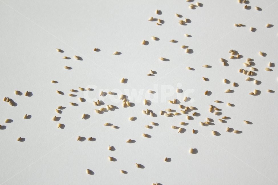 brown,closeup,dry,food,gold,grain,macro,meal,natural,nature,organic,plant,seed,seeds,sesame,sesameseed,sesameseeds,top,topangle,topview,yellow,깨,참깨,곡식,곡류,음식,음식재료,식재료,식물,씨앗,씨,갈색,브라운,말린,말리는,건조,자연,클로즈업,탑앵글,탑뷰,깨소금,농작물,농촌,농사,흰배경,뿌린,뿌려놓은,음식,식재료,요리,food,cook,meal,dishes,food reserves,곡류,곡식,cereals