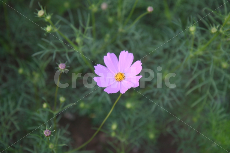 코스모스,꽃,코스모스꽃말,수줍은소녀,살사리꽃,고향,향수,소풍,피크닉,picnic,cosmos,flower,pink,white,들꽃,하늘하늘,여린,연약한,감성적인,아름다운,감성사진,풍경사진,한국여행,가을소풍,봄소풍,가을여행,국내여행,꽃사진,들판,청순함,청초한,부드러운,기분좋은,가을,계절,fall,autumn,season,식물,자연,plants,nature,꽃,flower,plant,blossom,daisy,데이지,daisies