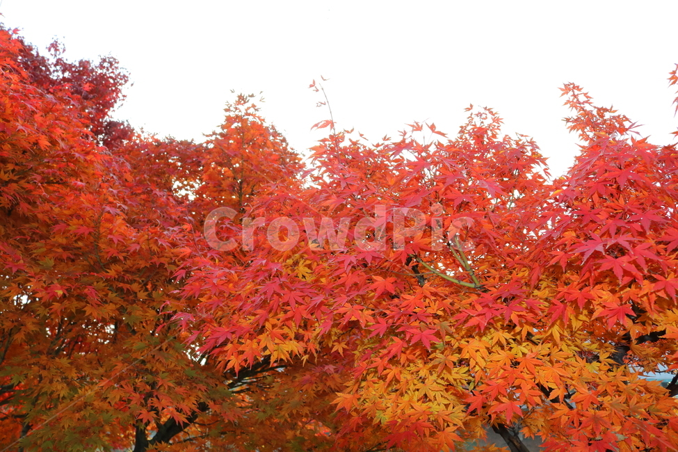 나무,단풍,단풍나무,식물,가을,자연,가을,계절,fall,autumn,season,자연,풍경,nature,landscape,식물,plants,나무,trees,wood,leaf,잎,plant,tree,maple