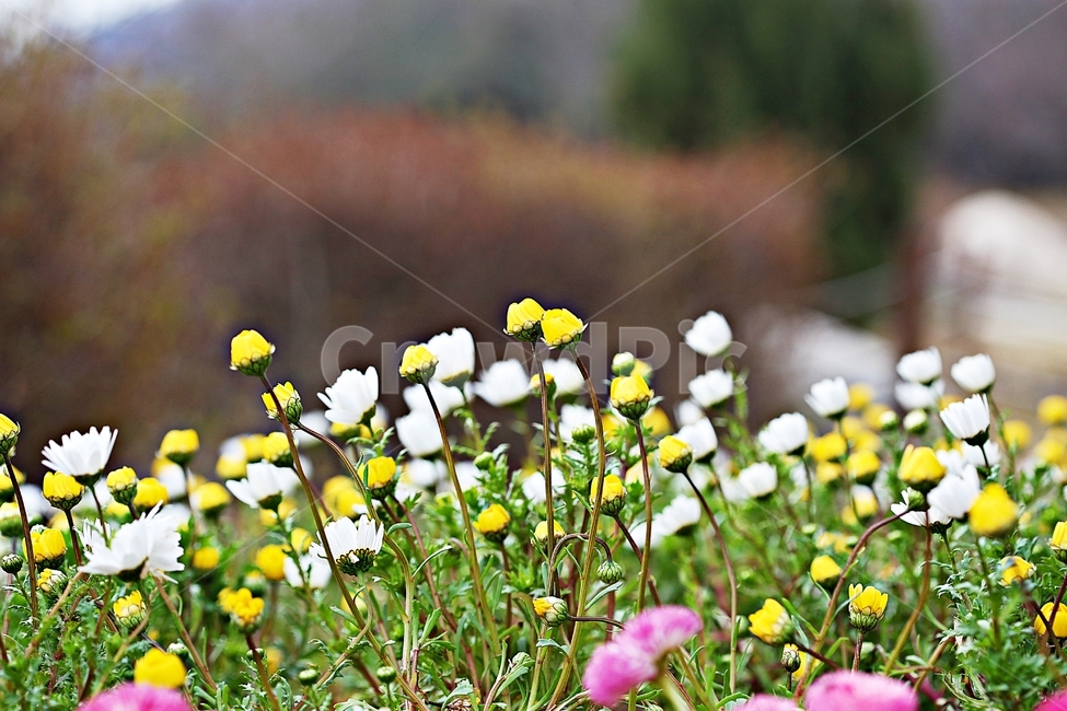 봄꽃,꽃,식물,자연,공원,배경,식물,자연,plants,nature,꽃,flower