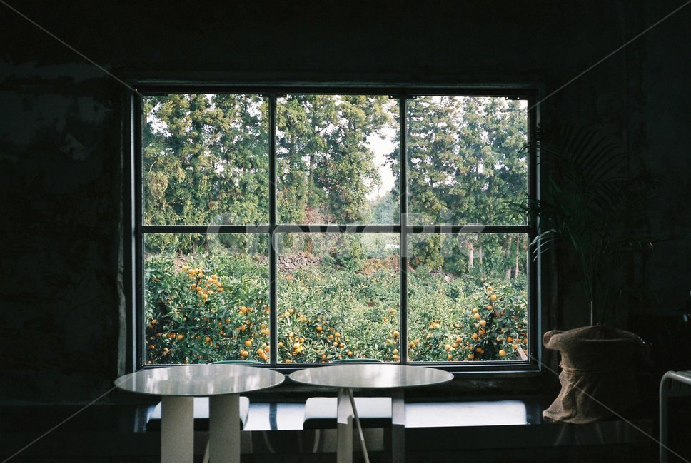 창문,감성사진,카페,필름,제주도,귤,테이블,역광,film,window,jejuisland,jejudo