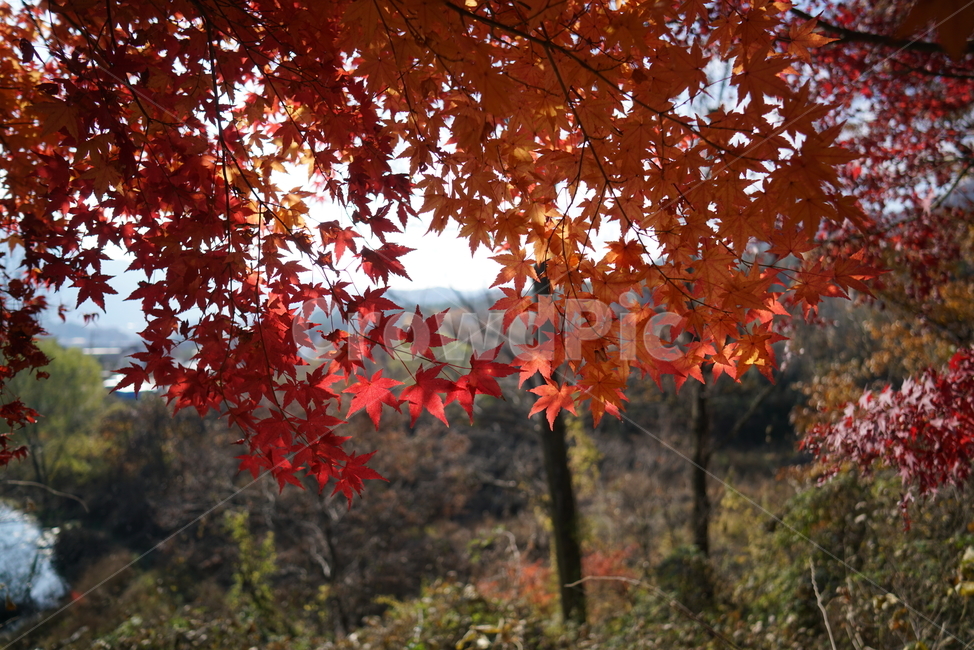 가을단풍,단풍잎,단풍나무,leaf,잎,plant,식물,tree,나무,maple,단풍,가을,계절,fall,autumn,season,식물,자연,plants,nature,나무,trees,wood