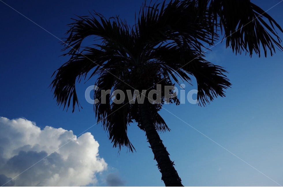 tree,나무,plant,식물,palmtree,arecaceae,야자수,식물,자연,plants,nature,나무,trees,wood
