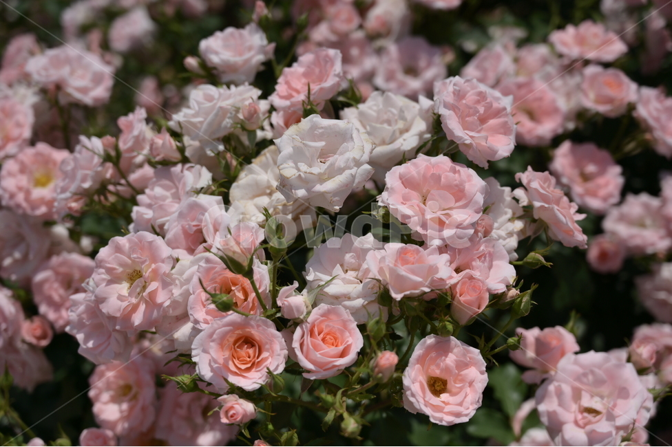 장미,rose,꽃,flower,식물,장미광장