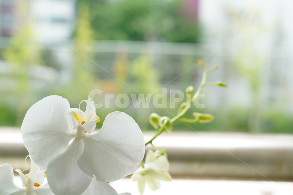 식물,화이트,흰색,꽃,나뭇가지,접사,순수,플라워,생물,생명,white,flower,감성,식물,자연,plants,nature,꽃,flower