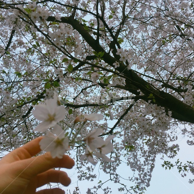 벚꽃,벚꽃놀이,벚꽃구경,봄,입춘,하늘,날씨,벚꽃엔딩,꽃,파란하늘,미세먼지,꽃구경,데이트,손,봄,계절,spring,season,plant,식물,blossom,cherry blossom,flower