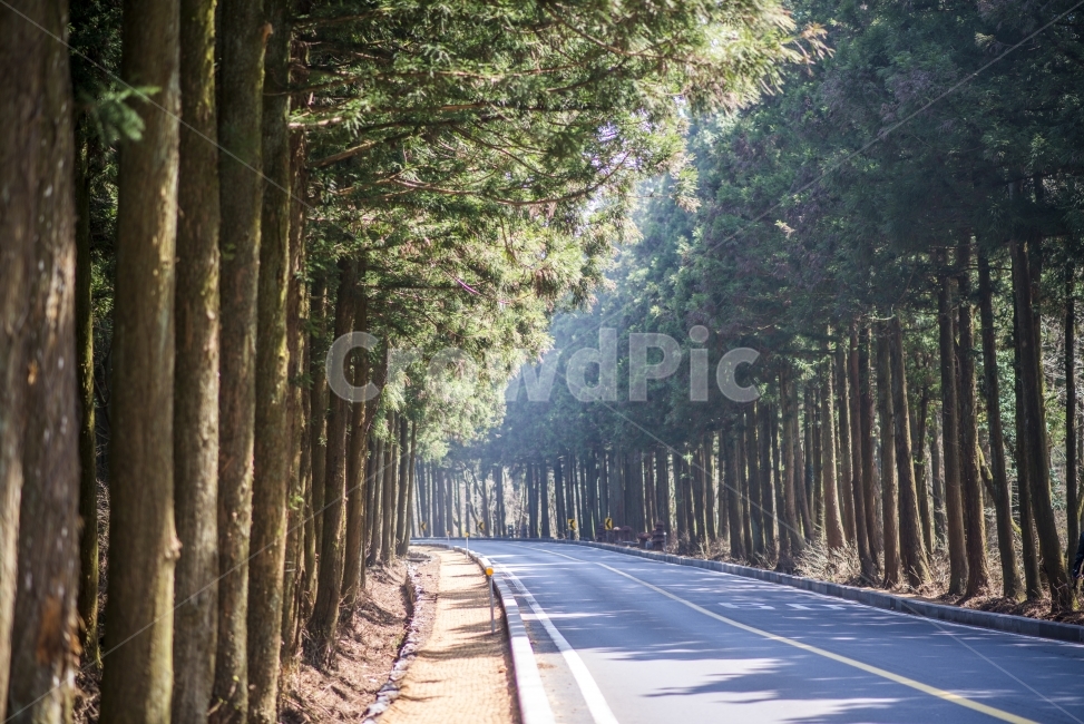 cedar,cedar forest,Saryeoni Forest Trail,jeju island,shine