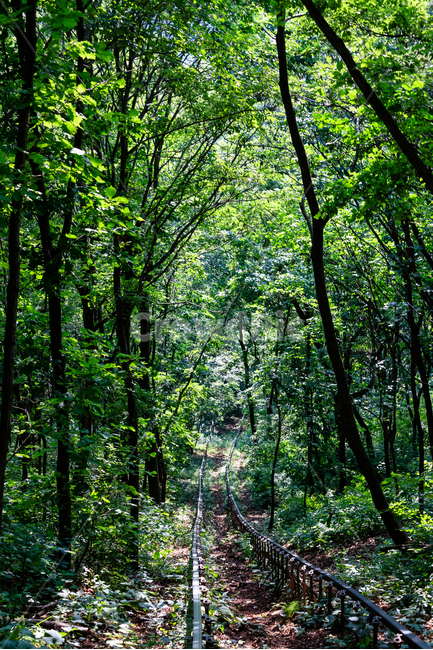 모노레일,비봉산,활공장,나무,숲,자연,풍경,nature,landscape,plant,식물