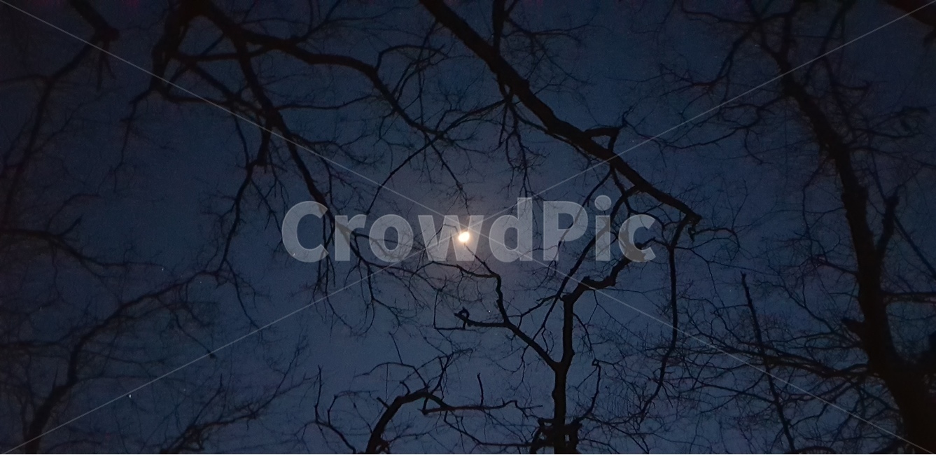 달,하늘,밤하늘,나무,가지,야경,밤,풍경,nightscape,night,landscape,식물,자연,plants,nature,나무,trees,wood,outdoors,옥외