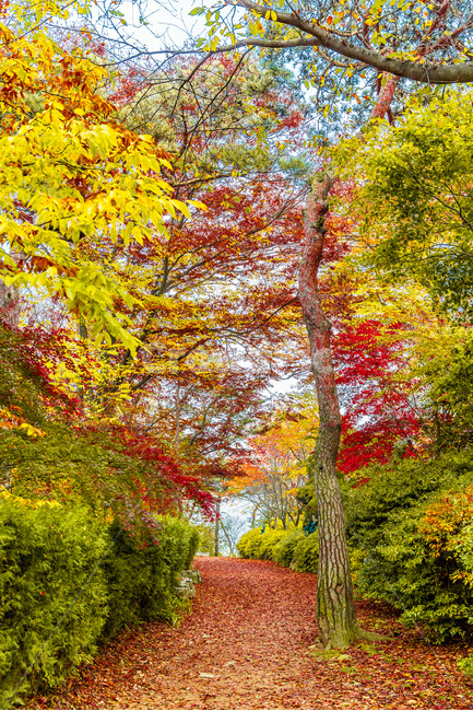 가을,낙엽,공원,단풍,풍경,산책로,힐링,감성,단풍나무,가을,계절,fall,autumn,season,자연,풍경,nature,landscape,tree,나무,plant,식물,maple,leaf,잎