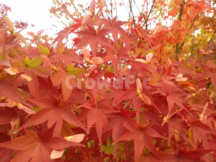 plant,식물,leaf,잎,tree,나무,maple,단풍,식물,자연,plants,nature