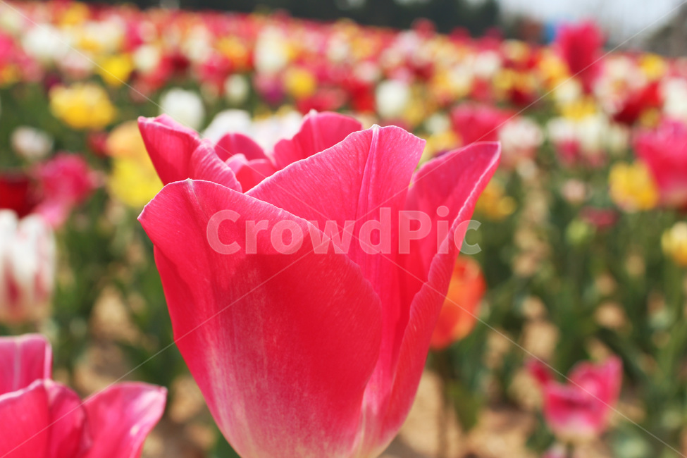 튤립,tulip,flower,blossom,꽃잎,petal,식물,자연,season,plants,nature,야외,식물,자연,plants,nature,꽃,flower