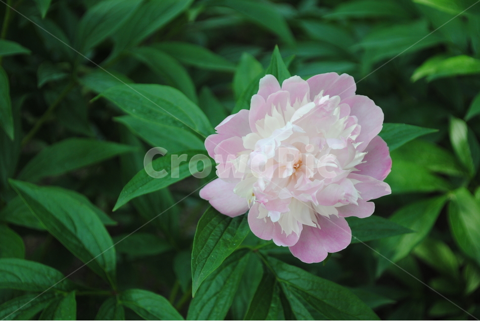 자연,꽃,보라꽃,분홍꽃,flower,잎,식물,자연,plants,nature,꽃,flower