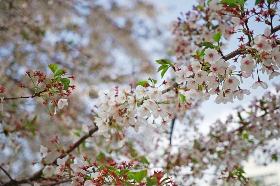 벚꽃,꽃,봄,cherryblossom,사쿠라,sakura,spring,flower,봄꽃,벚꽃나무,화사한,예쁜,봄,계절,spring,season,식물,자연,plants,nature,꽃,flower,plant