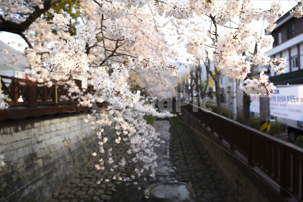 봄,벚꽃,진해,하늘,꽃축제,벚꽃축제,군항제,꽃놀이,분홍색,꽃,봄,계절,spring,season,plant,식물,blossom,cherry blossom,flower