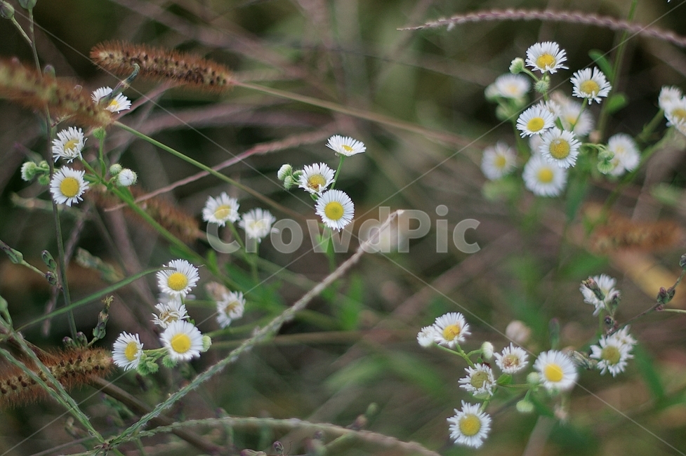 plant,식물,flower,꽃,계란꽃,야생화,개망초,식물,자연,plants,nature,꽃,flower
