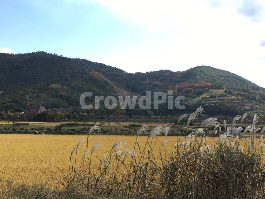 가을,낙엽,풍경,논,벼,수확,황금들녘,갈대,산,시골,마을,풍경,landscape,country,rural,town