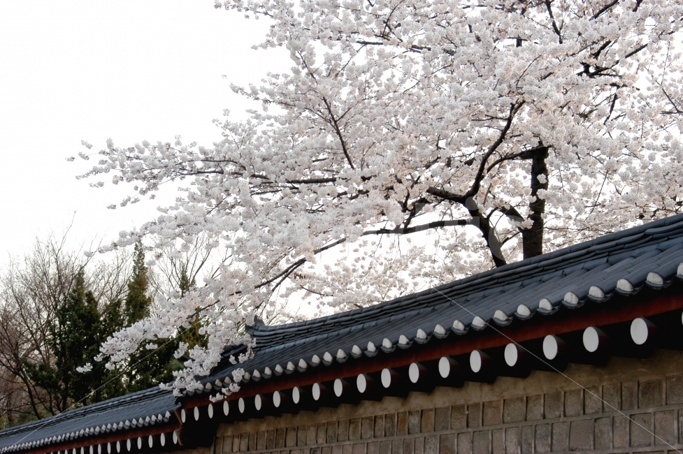 서울,북촌마을,돌담,기와,벚꽃,꽃,봄,전통,전통적인,한국,나무,식물,자연,plants,nature,한국전통,한국문화,korean traditional,korean culture,봄,계절,spring,season,꽃,flower,plant