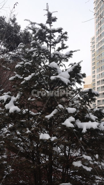 나무,식물,전나무,눈나무,아름다운