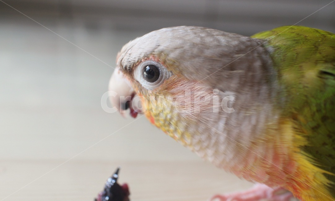 반려동물,애완동물,앵무새,새,동물,코뉴어,parrot,bird,animal