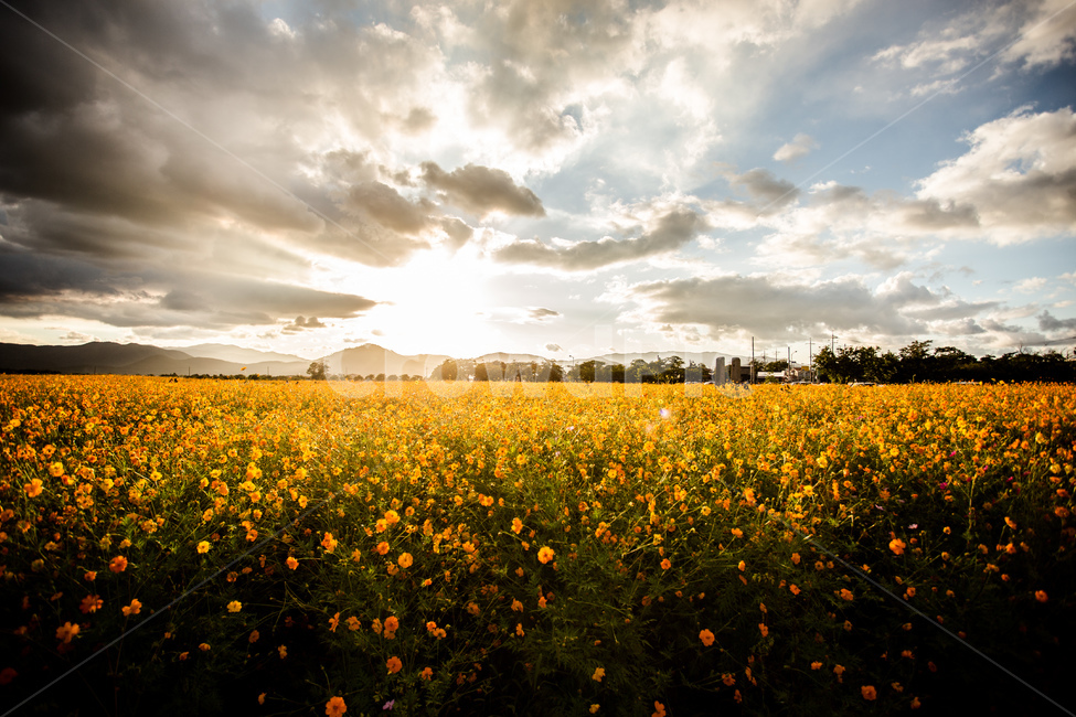 노을,풍경,들판,코스모스,하늘,경주,구름,자연,풍경,nature,landscape,식물,plants,꽃,flower,grassland,목초지,outdoors,옥외,field,들,farm,농장,rural,농촌,meadow