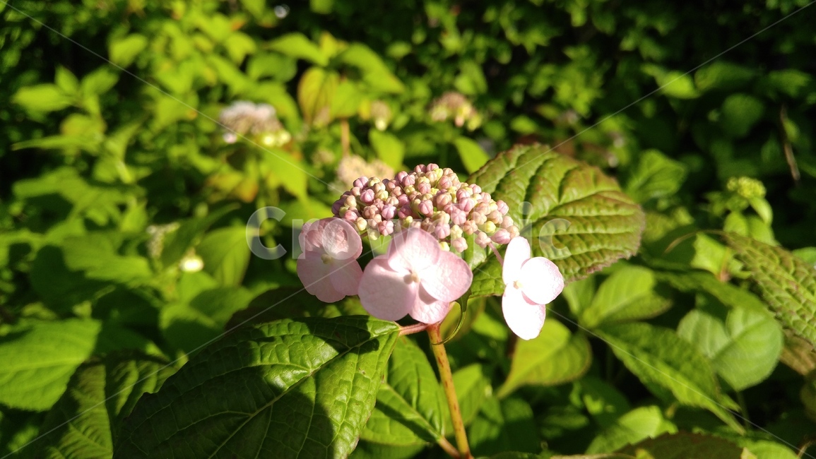 수국,꽃,분홍꽃,분홍색,녹색,식물,hydrangea,flower,pinkflowers,pink,green,plants