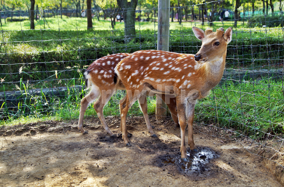 꽃사슴,사슴,동물,반점,월미공원,대륙사슴,매화사슴,포유동물,동물,animal,포유류,mammal