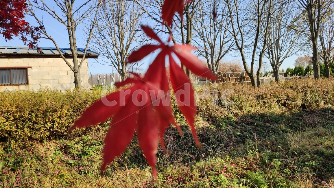 단풍,maple,엽록소,가을단풍,가을,leaf,잎,plant,식물,가을,계절,fall,autumn,season