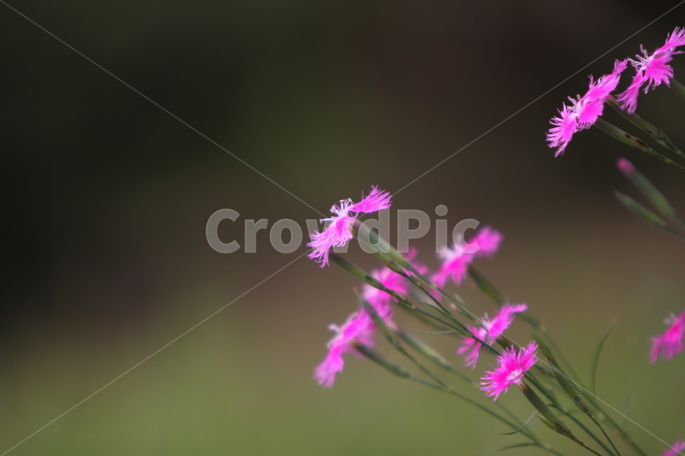 꽃,여름꽃,자연,식물,아름다움,식물,자연,plants,nature,꽃,flower