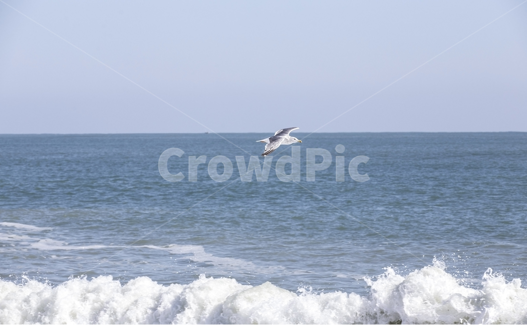 갈매기,바다,비행,새,버드,bird,flight,동물,애니멀,질주,animal,자연,풍경,nature,landscape,동물,animal,조류,새,birds,leisure activities,레저 활동,adventure,모험,sea,ocean,대양,outdoors,옥외,water,물,gliding,활공