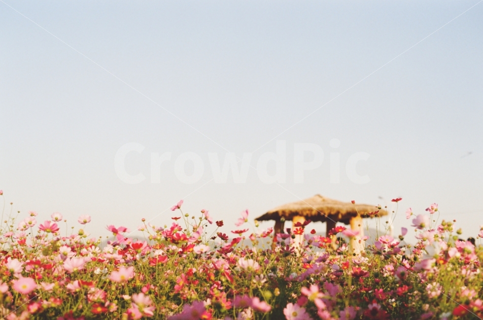 가을,감성사진,꽃,코스모스,하늘,가을,계절,fall,autumn,season,식물,자연,plants,nature,꽃,flower,감성,sensible,feeling