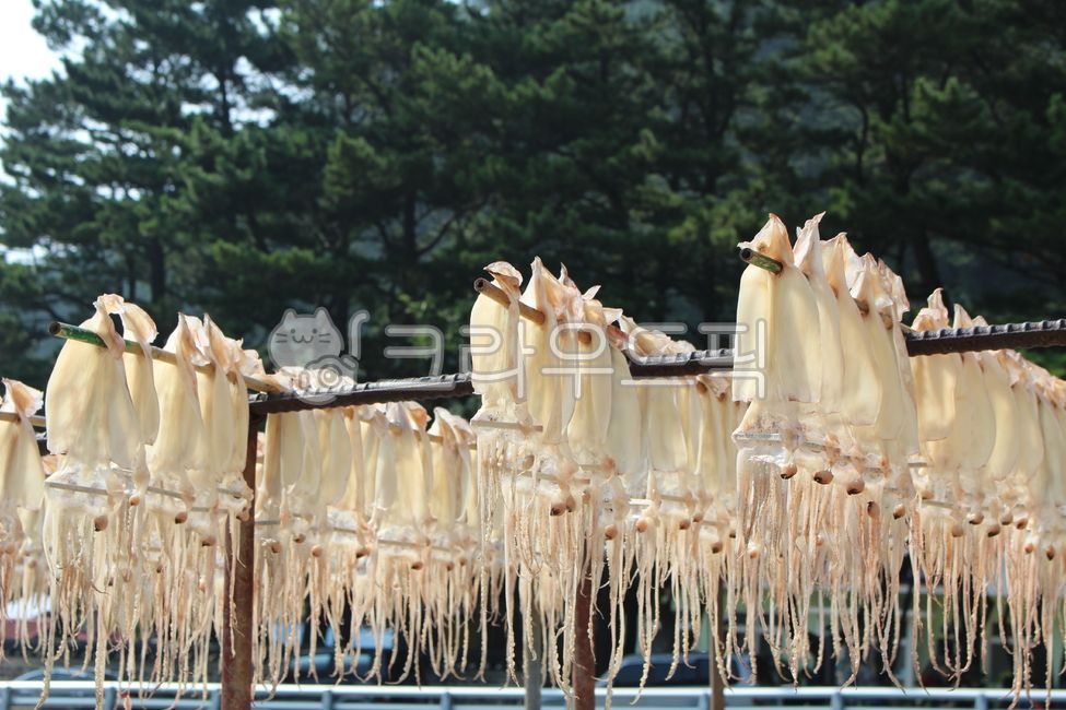 오징어,울릉도,오징어건조,반건조오징어,자연건조오징어,울릉도오징어