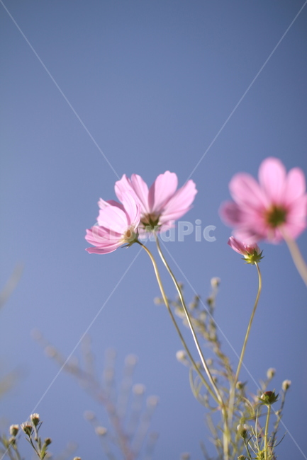 꽃,가을,코스모스,자연,식물,folwer,nature,가을,계절,fall,autumn,season,식물,자연,plants,nature,꽃,flower,plant,blossom,daisy,데이지,daisies