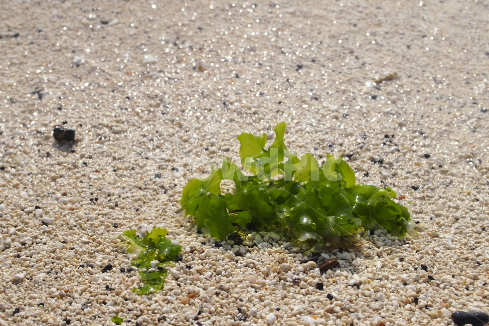 식물,plant,해변에서,백사장,흰모래