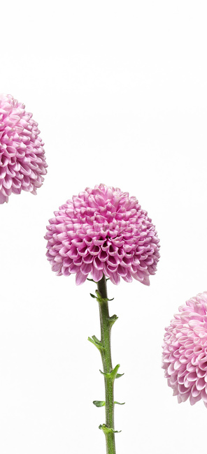 flower,꽃,dahlia,달리아,blossom,식물,plant,꽃,flower