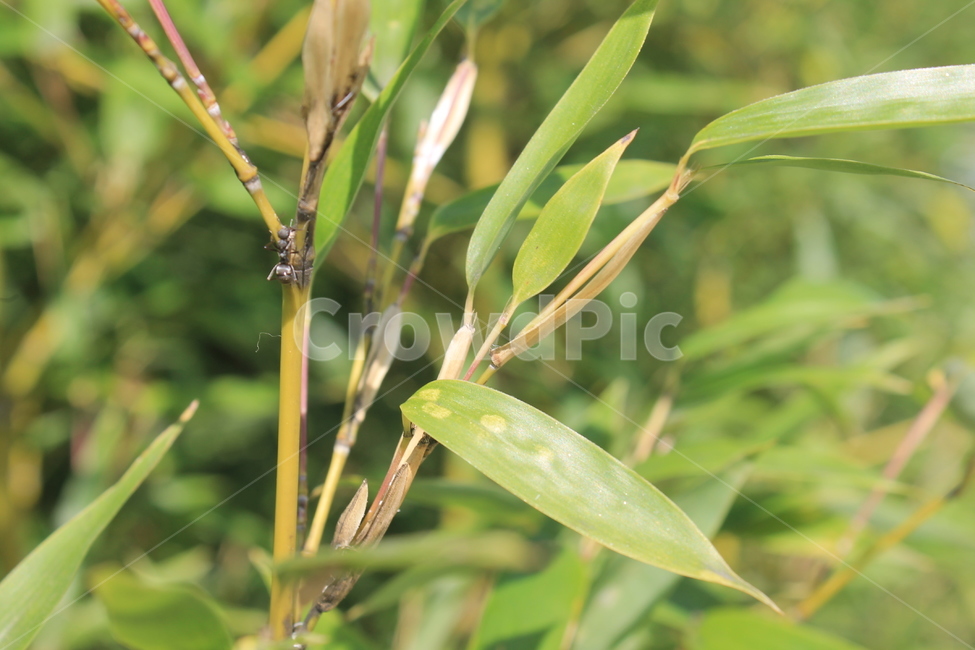 대나무,bamboo,식물,잎,leaf,녹색,green,식물,자연,plants,nature,나무,trees,wood