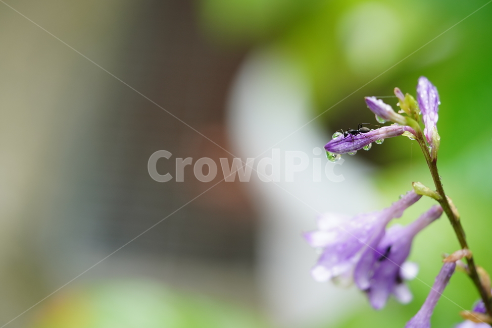 꽃,플라워,생물,flower,자연,보랏빛,plant,식물,식물,자연,plants,nature,꽃,flower,동물,animal,곤충,벌레,insect,bug