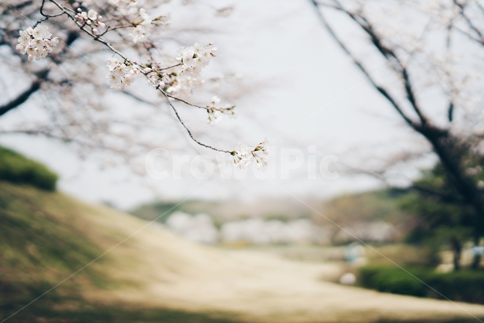 봄,벚꽃,공원,한송이,plant,식물