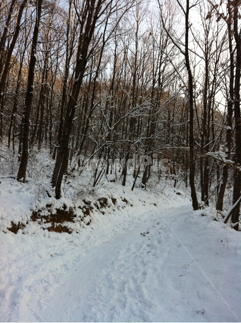 눈길,산길,겨울산길,나무,숲,겨울숲,겨울,계절,winter,season