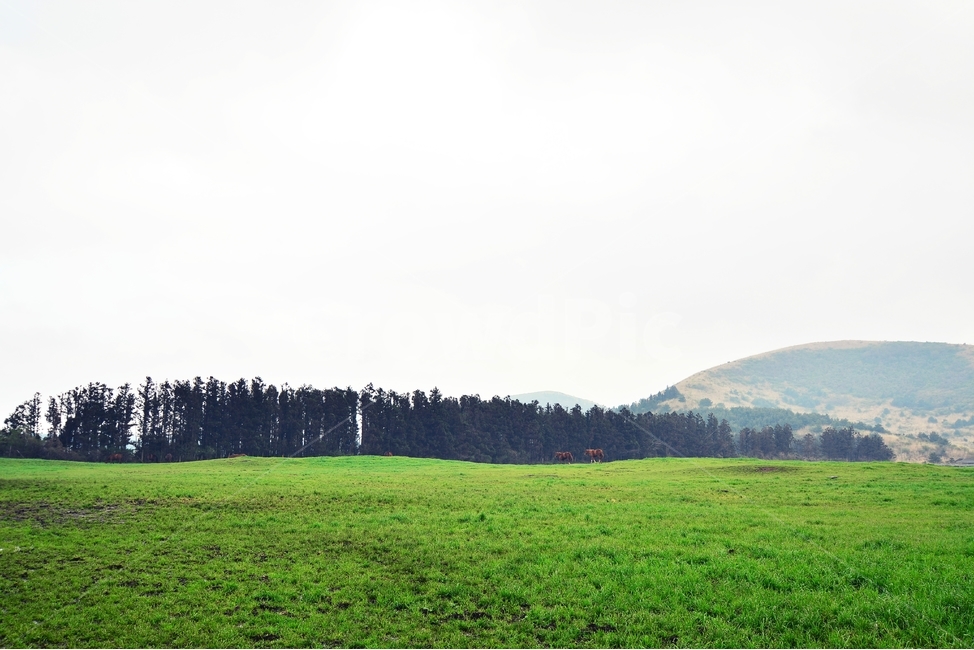 제주,제주도,제주시,마방목지,초원,잔디,하늘,나무,초록색,자연,풍경,nature,landscape,제주풍경,목장,제주코스,제주인기,산책,산책길,제주유산,제주명소,천연기념물,제주마,여의도4배면적,봄날씨,계절,녹색풍경,자연,풍경,nature,landscape,한국자연풍경,한국자연경관,korea nature landscape,제주도,jeju,jeju island,field,들,outdoors,옥외,grassland,목초지,plant,식물,grass