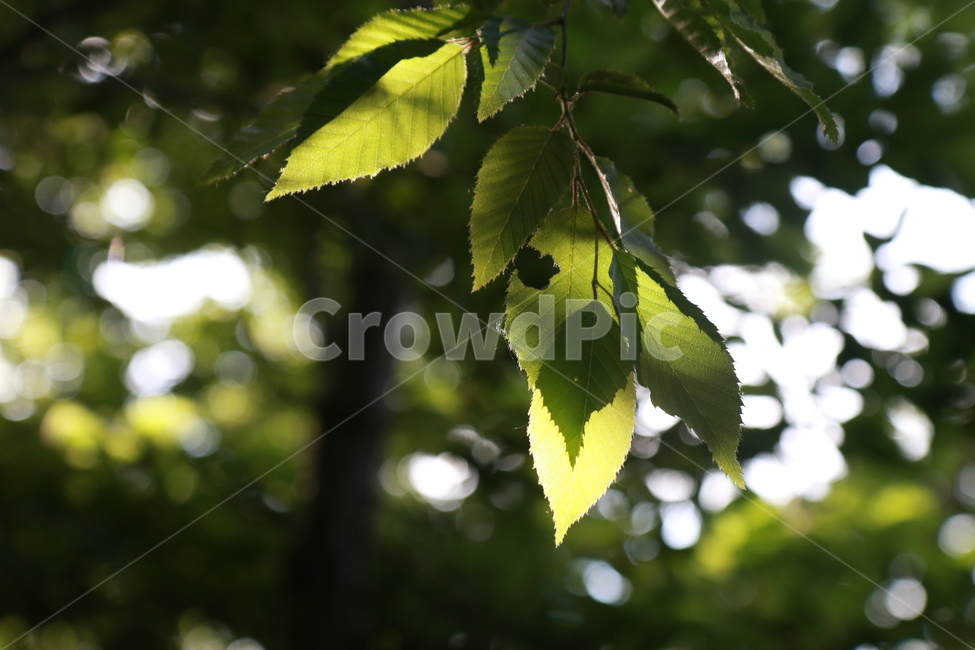 나뭇잎,나무,산,빛,초록,여름,봄,싱그러움,식물,자연,plants,nature