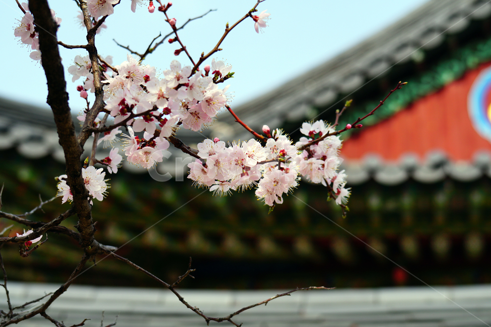 살구나무꽃,봄꽃,한국자연,꽃,꽃사진,플라워,flower,봄,spring,식물,plants,자연,nature,풍경,landscape,계절,season,snap,스냅,접사,macro,closeup,클로즈업,감성사진,감성,힐링,healing,느낌,feel,feeling,꽃밭,화단,나무,나뭇가지,tree,꽃봉오리,4월,April,살구나무,한옥,봄,계절,spring,season,식물,자연,plants,nature,꽃,flower,plant,blossom