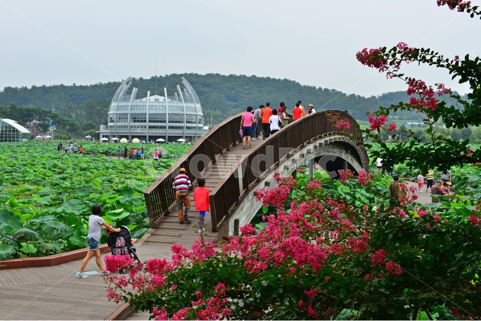 nature,자연,plant,식물,무안,연꽃축제장,무안연꽃축제장,human,인간,person,사람,garden,정원,arbour,정자,outdoors,옥외