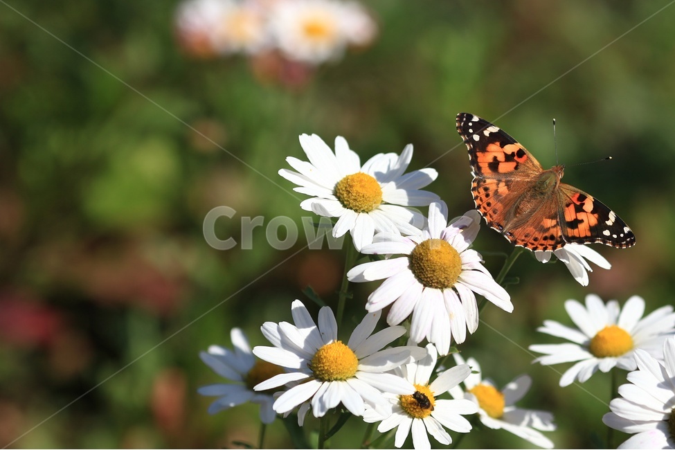 나비,호랑나비,구절초,흰꽃,가을꽃,식물,자연,plants,nature,꽃,flower,동물,animal,곤충,벌레,insect,bug