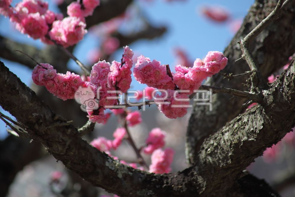꽃,매화,홍매화,japaneseapricot,prunusmume