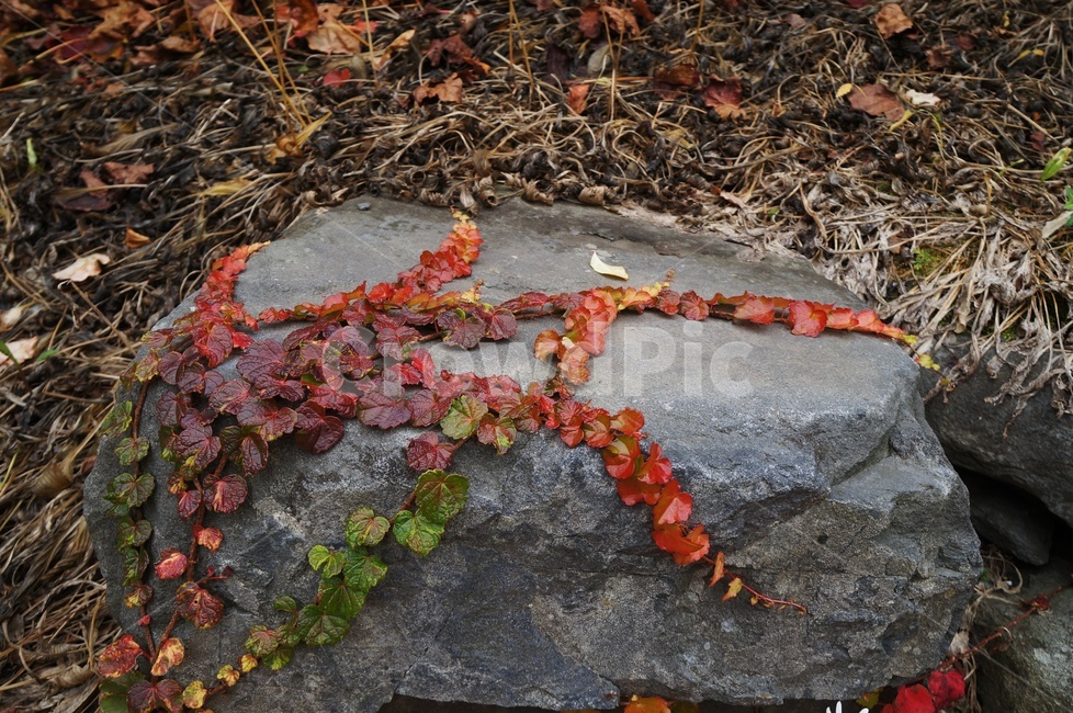 담쟁이,단풍,가을,덩굴식물,담쟁이넝쿨,만추,가을,계절,fall,autumn,season,plant,식물,leaf,잎